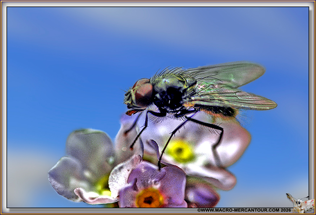 MOUCHE